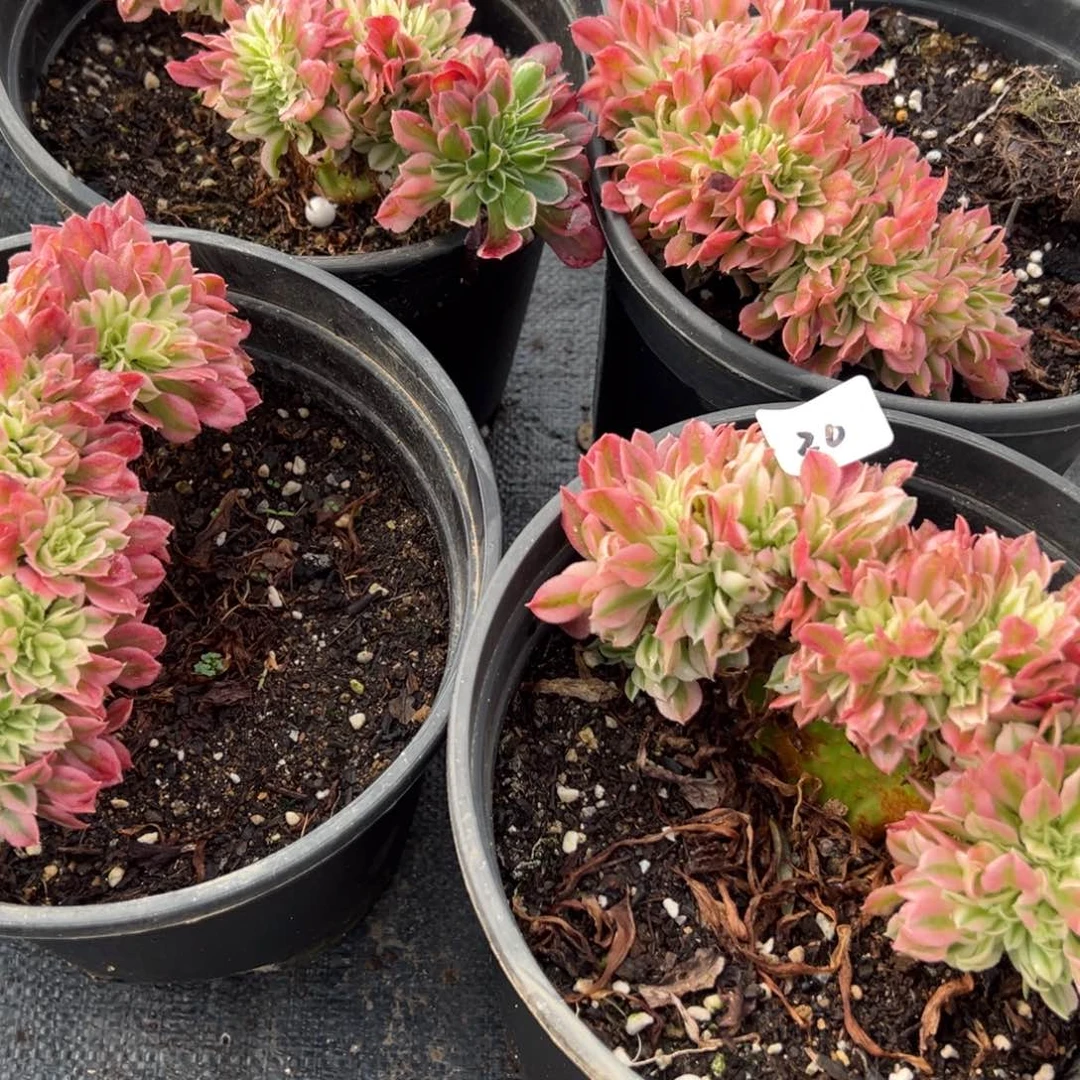 20告白缀两颗9.9多肉