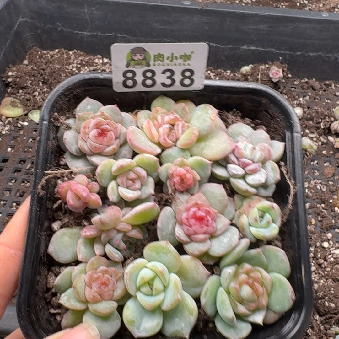 多肉植物多肉植物