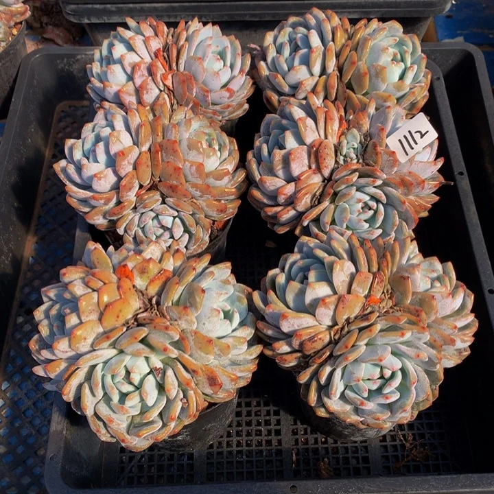 用***31112六个嗯嗯嗯嗯嗯嗯加油哦