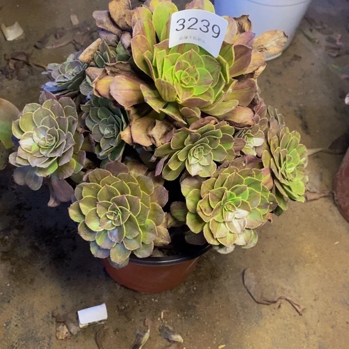 花月夜多肉断头不包323 9