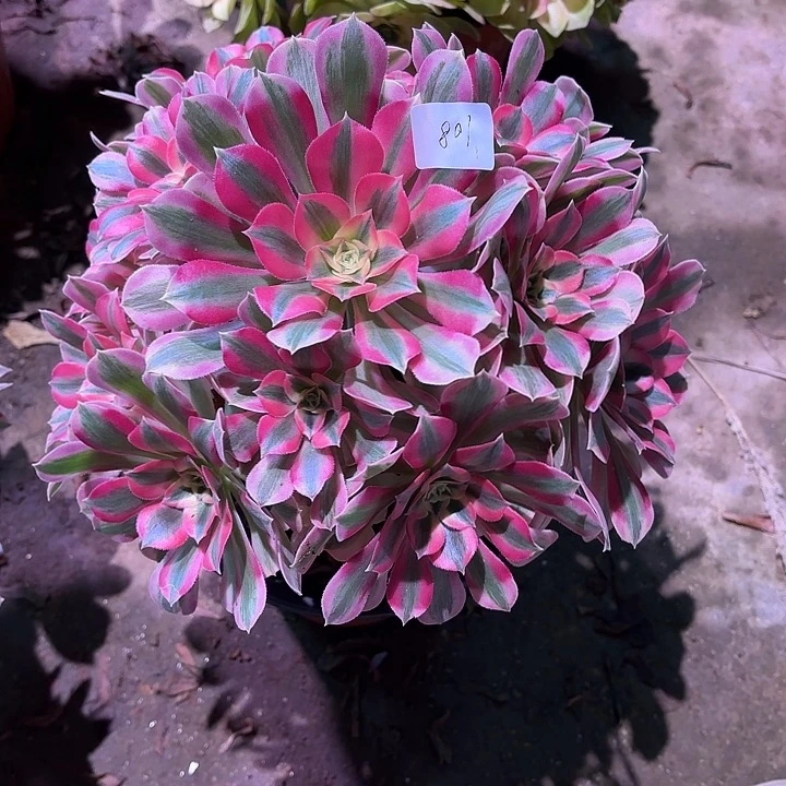 多肉植物女巫00108