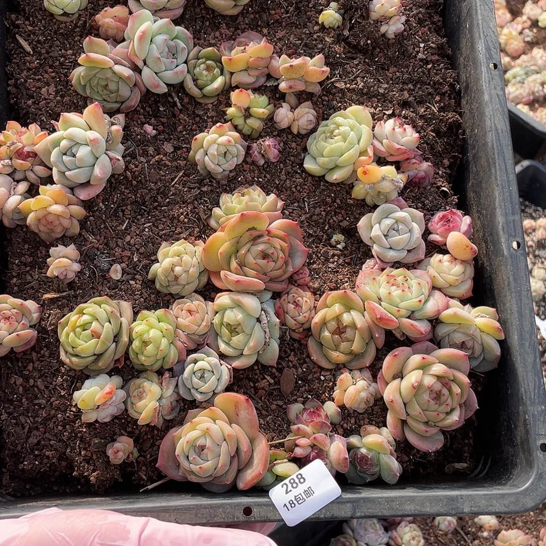 椰***果288。定。