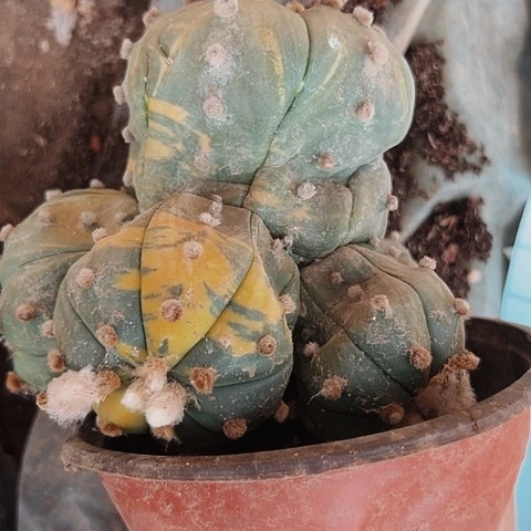 414仙人球兜锦嫁接的