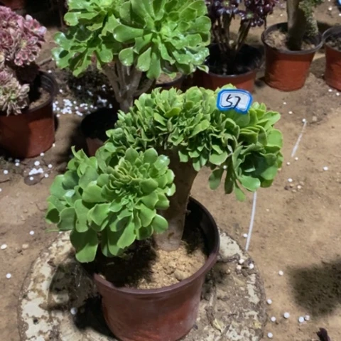 绿杨蓉缀一物一拍