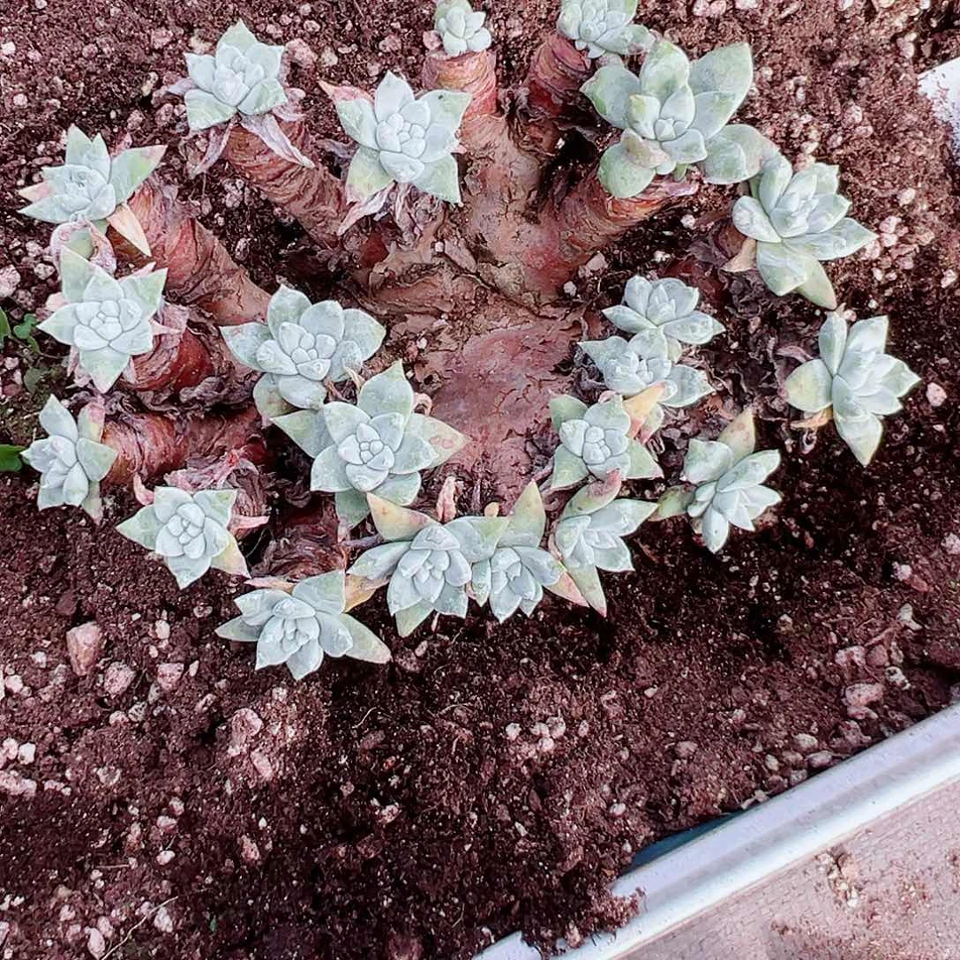 8047诺玛苹果叶杂交仙女杯