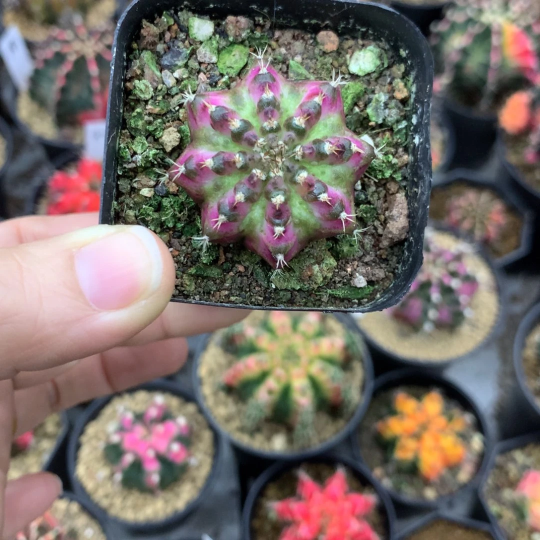 仙人球米哈牡丹锦