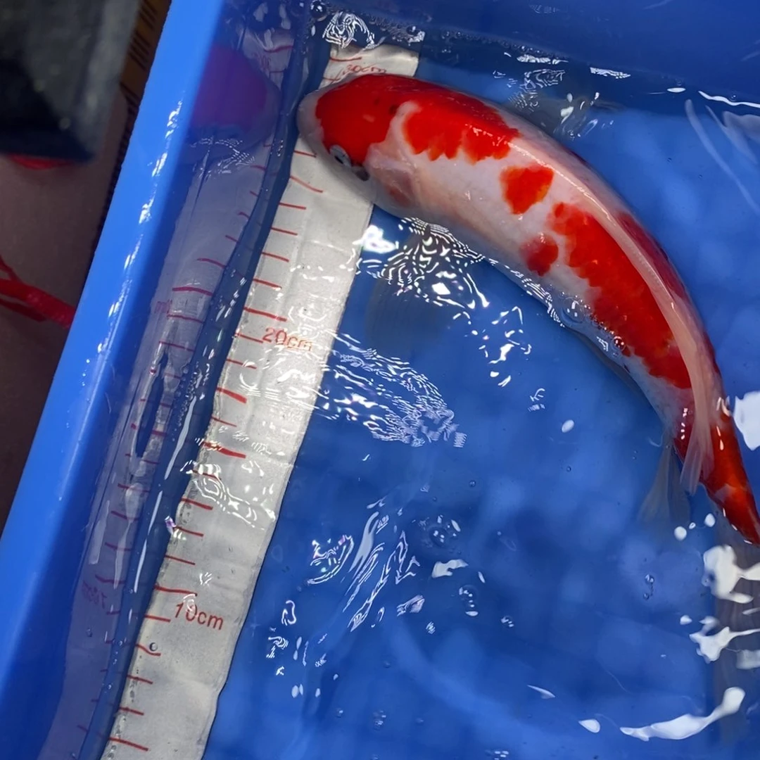 锦鲤冷水锦鲤包邮