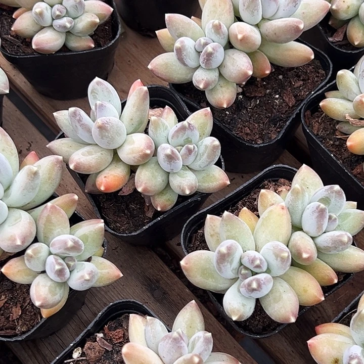 双头      松果     美人