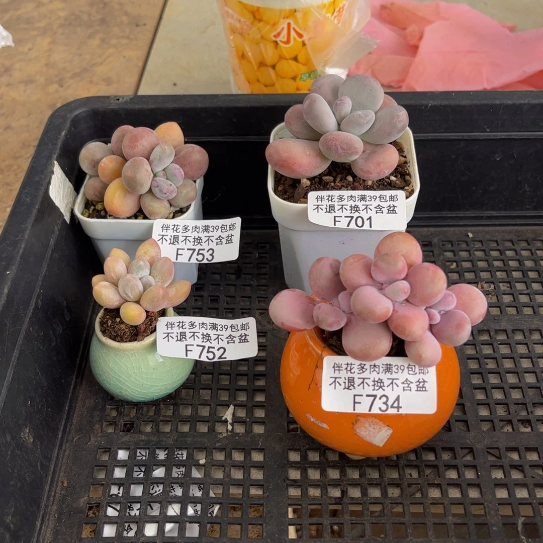 温***筠753-701-752-734-多肉2-6cm共四颗