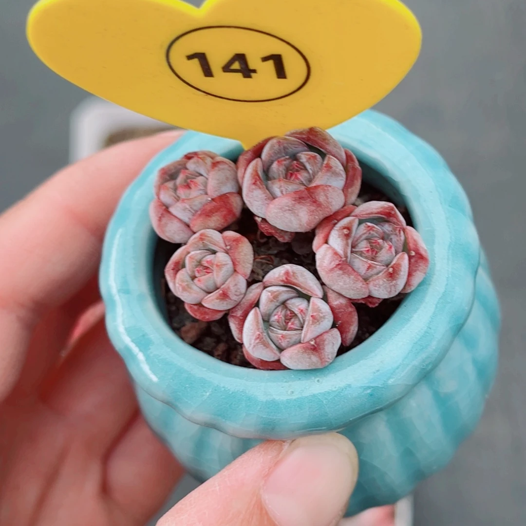 ****141号小老桩珍妮群