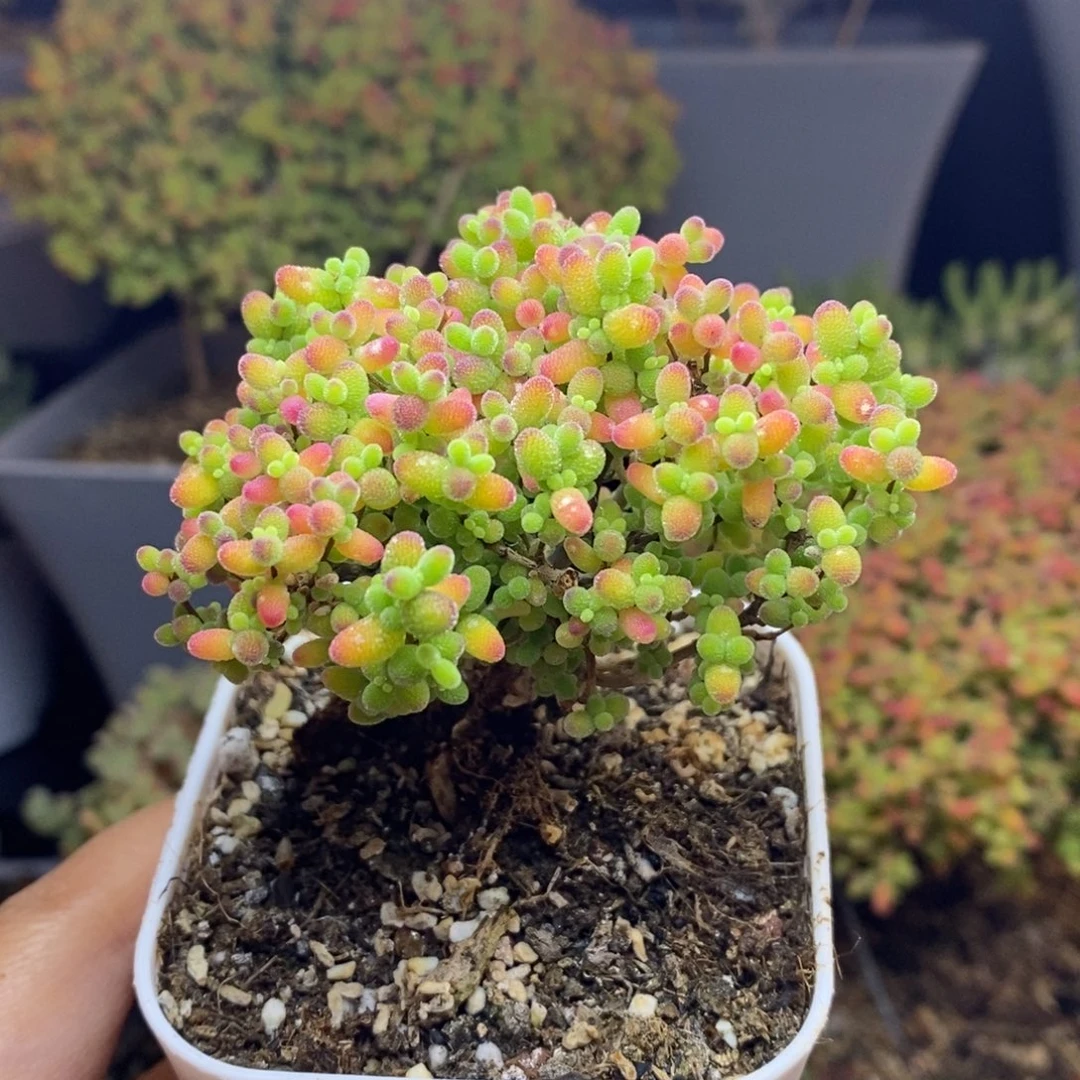 无花朵18号蜜橘糖球