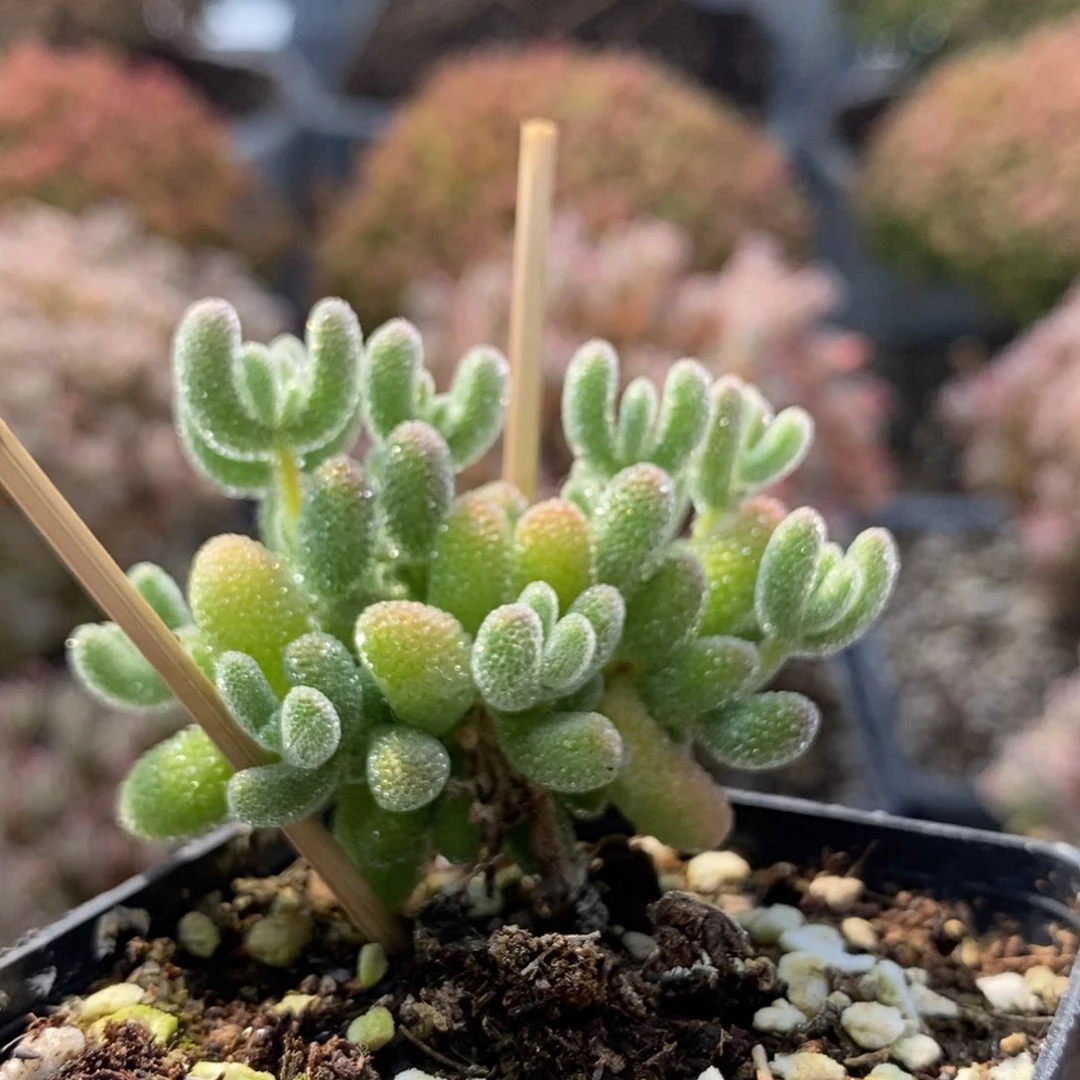 优选冰晶5357枝干番杏