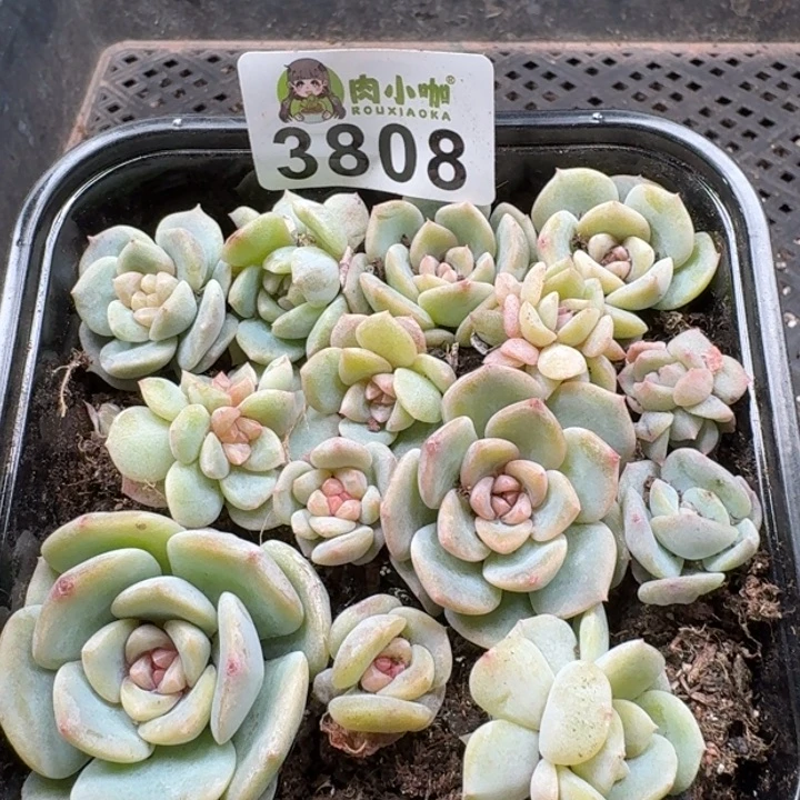 当前无花朵，栽培后可花朵多肉植物多肉植物
