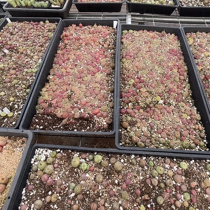 透窗小吕毛10个包邮