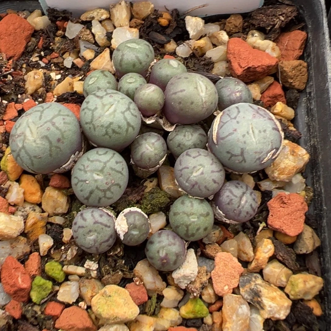 21-37墨杂多肉植物，