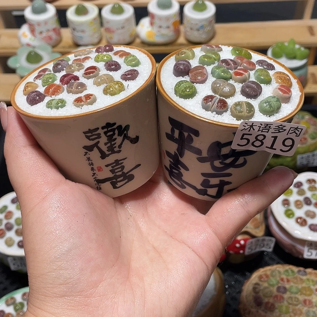 兔***带盆土植物 一物一拍5819