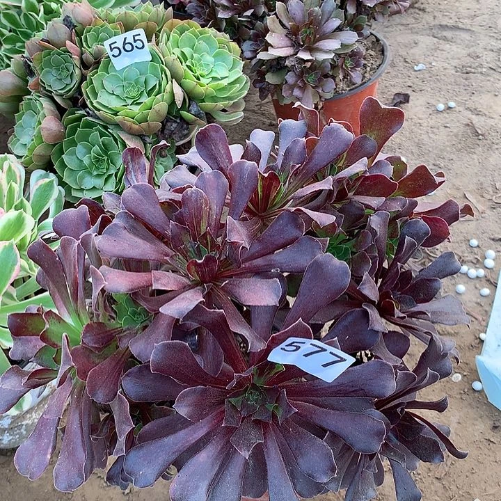 无花朵577欧若拉满南