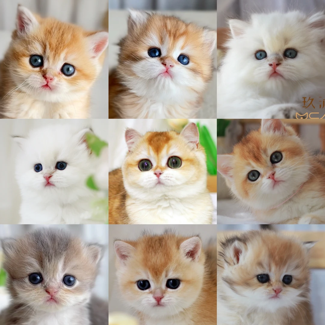 玖沐金渐层猫咪活体