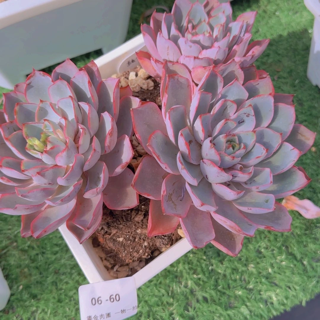 向****06-60赫拉三头