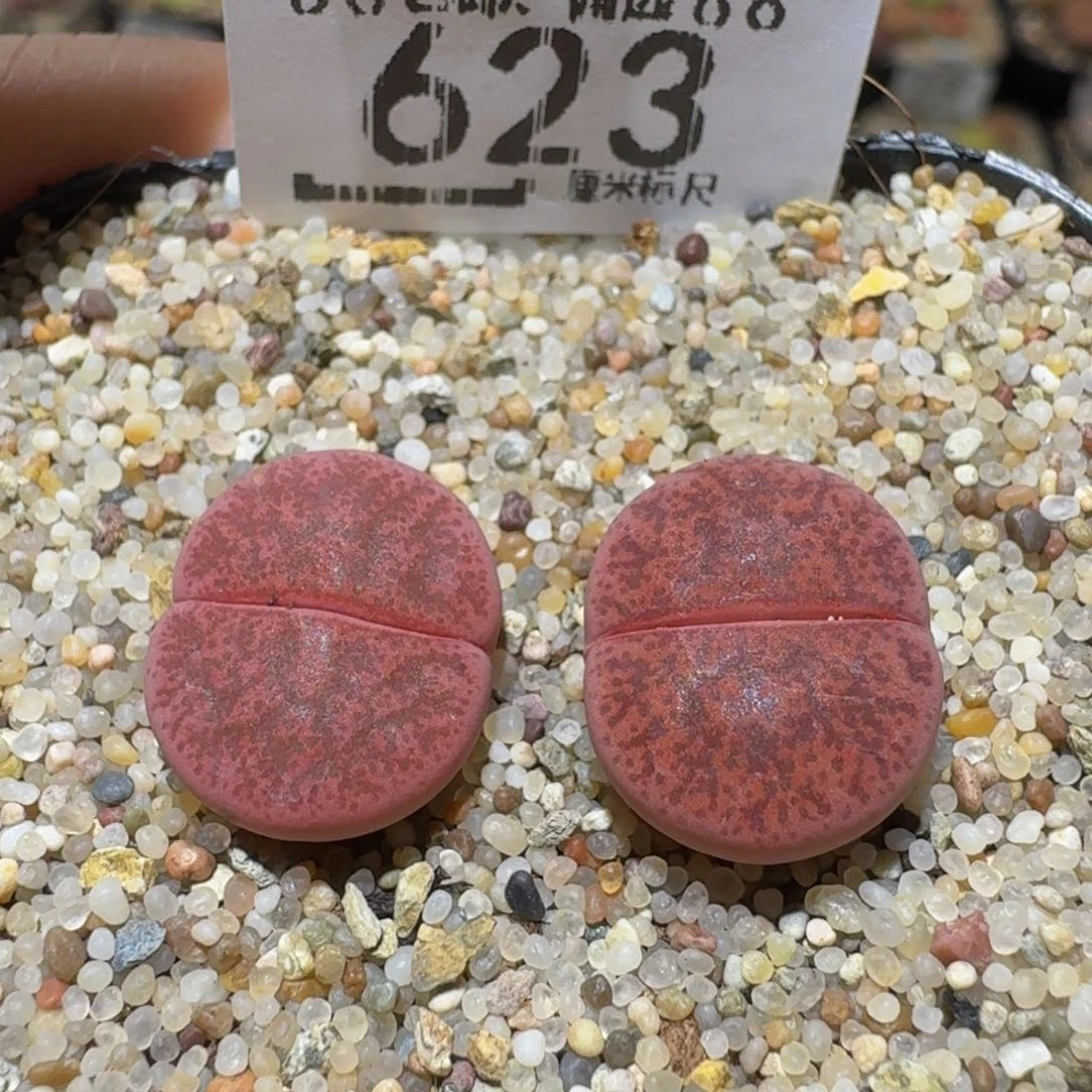 Ssss精品生石花623