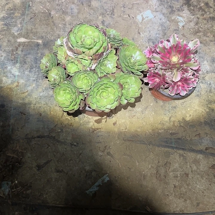 开****不包侧枝一物一拍48