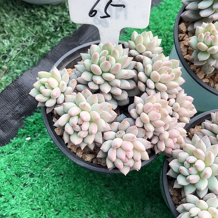 莹*学我是第一百个为妖刀应援滴打酱油