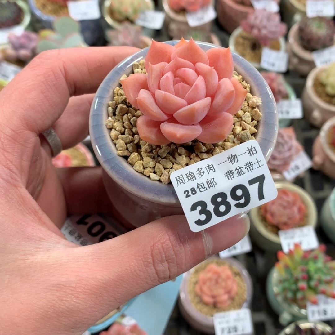 5厘米盆精控多肉3897