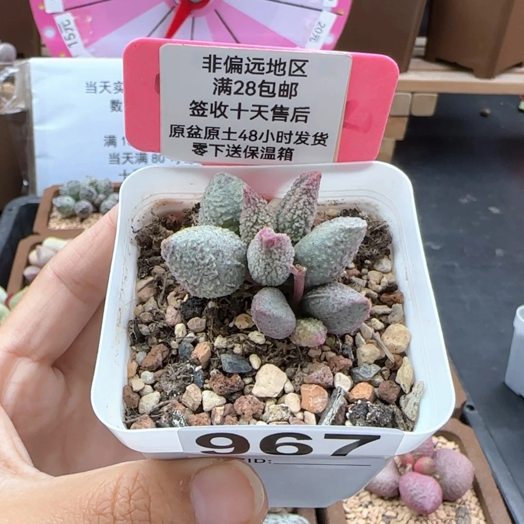 浪**。967翡翠哈莫杂多肉