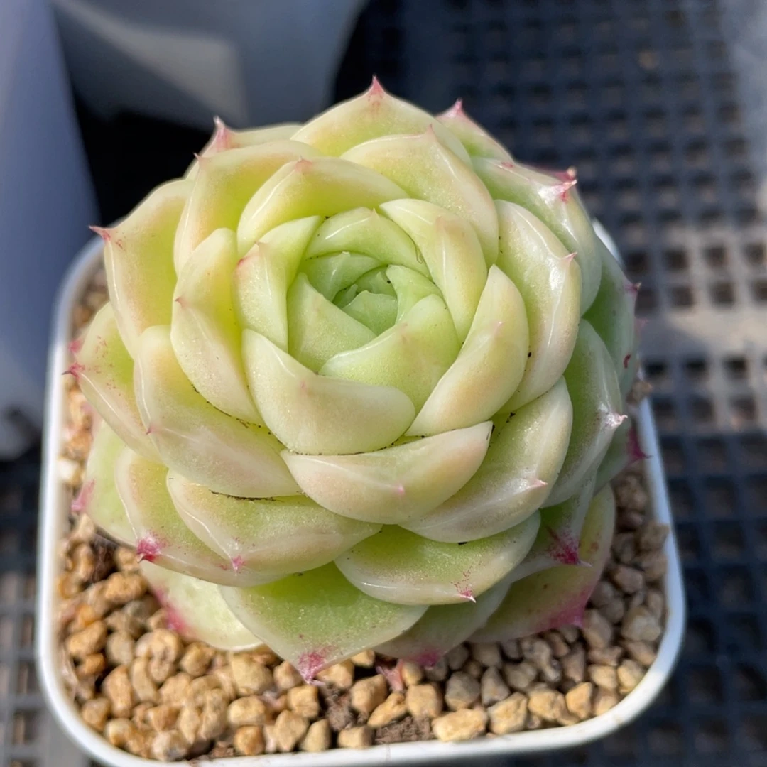 优选麦杆多肉福利2001