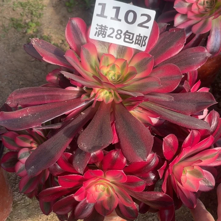 1102一号棚美杜莎C