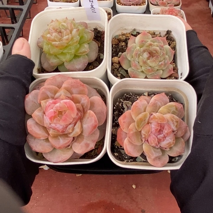 1120-557，冰魄糖心4个