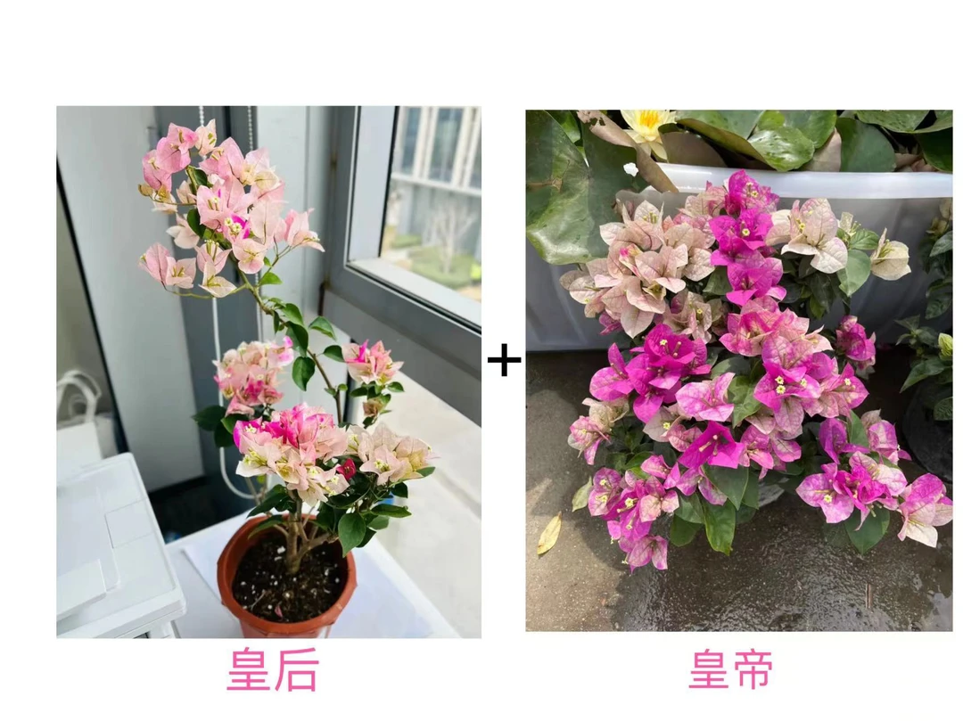 （皇帝+皇后）名贵组合到手2颗三角梅基地直邮不带花不带盆