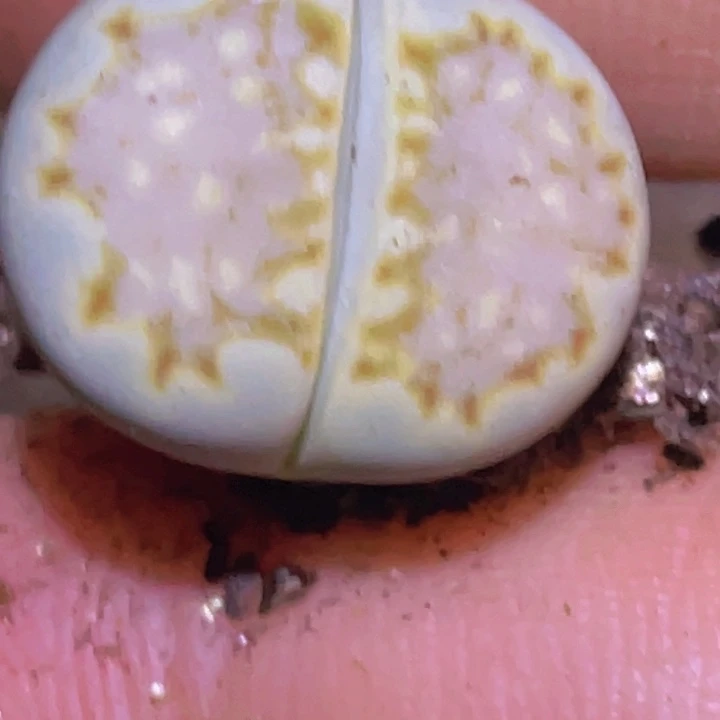 488889588685885885585588