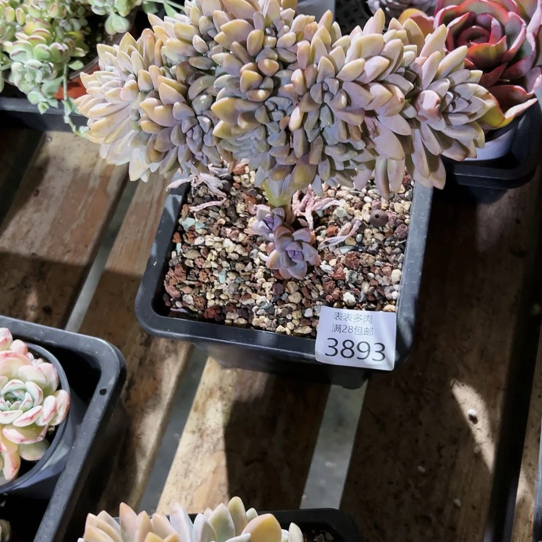 9号窝*?我们的确是3893