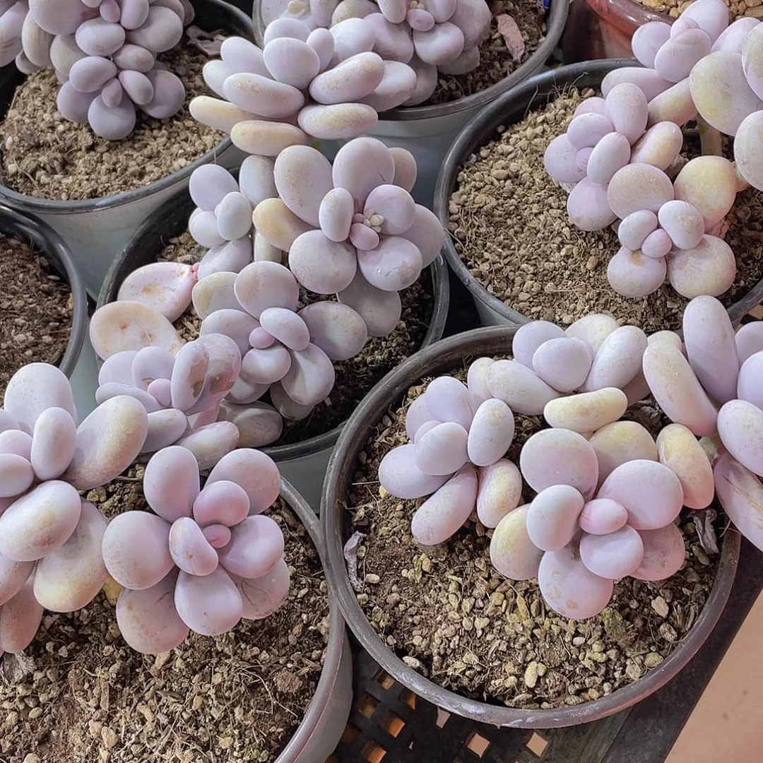 量拍52号 原始奶酪母本大群生一个