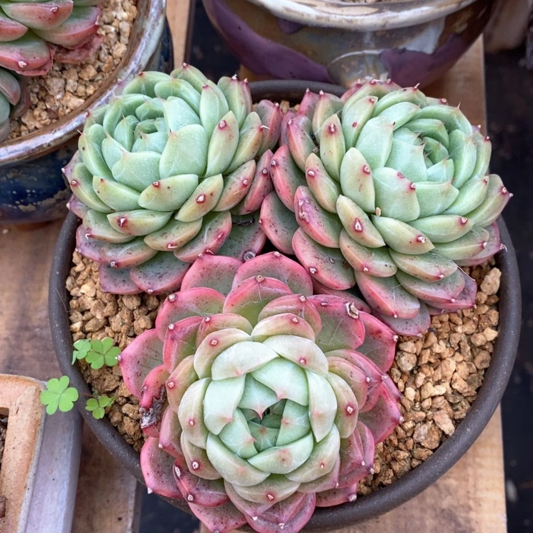 精品多肉一物一拍不包整763