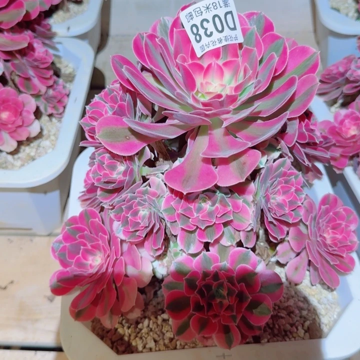 菊***花多肉 粉女余多肉法师植物