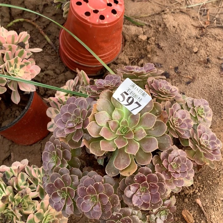 597荷兰玫瑰手捧4号北