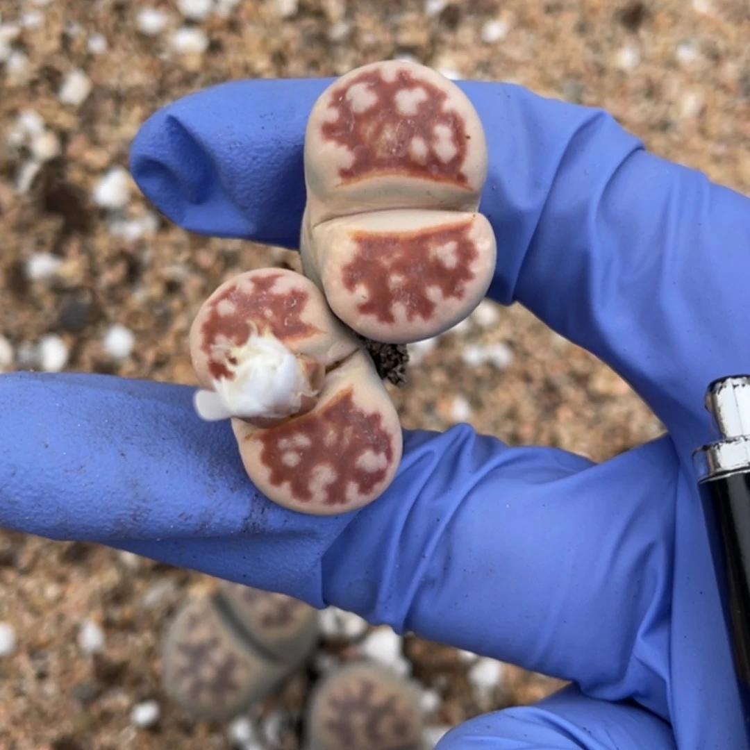 非偏远满20包邮673