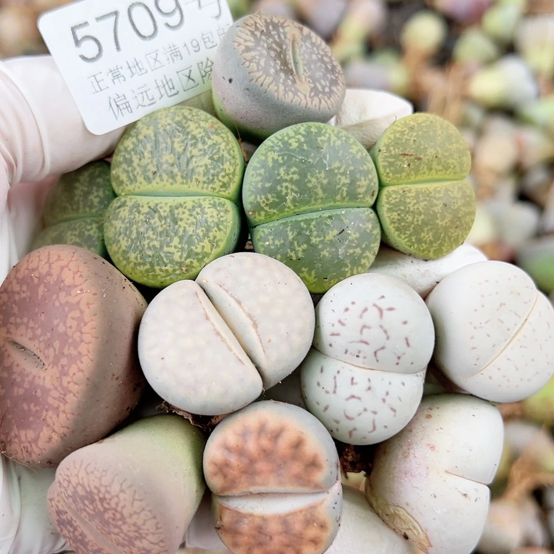 5709 好养易活生石花大母本11个2.2-3cm