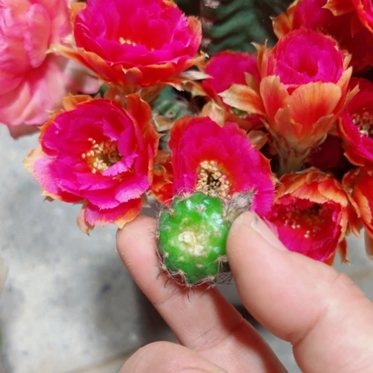 下14丽花小乔歪无根侧芽2一3公分左右20包邮