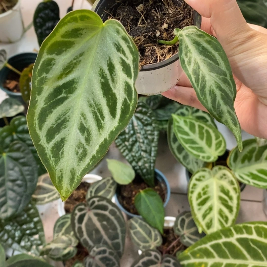 不开花植物银虎杂ftg