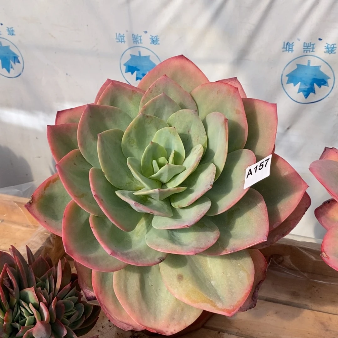 157白凤大单头一物一拍