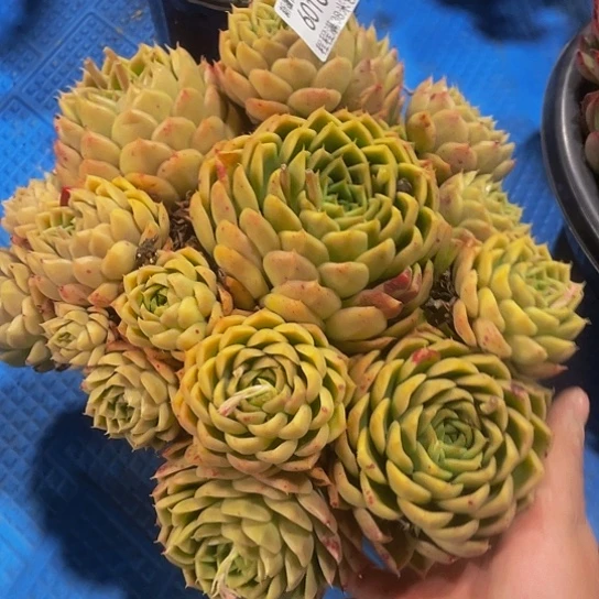 柔*东云杂60167多肉