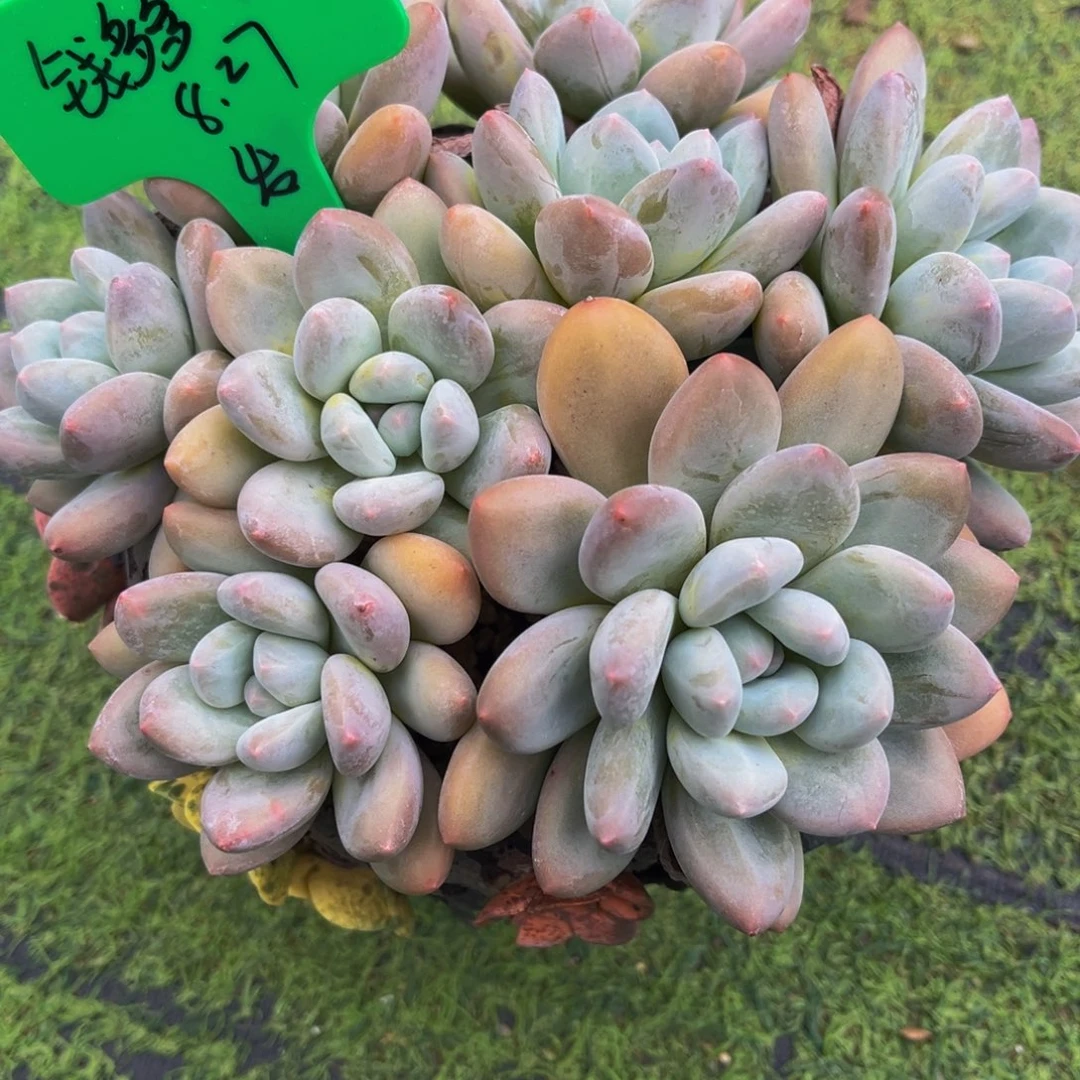 一物一拍多肉植物