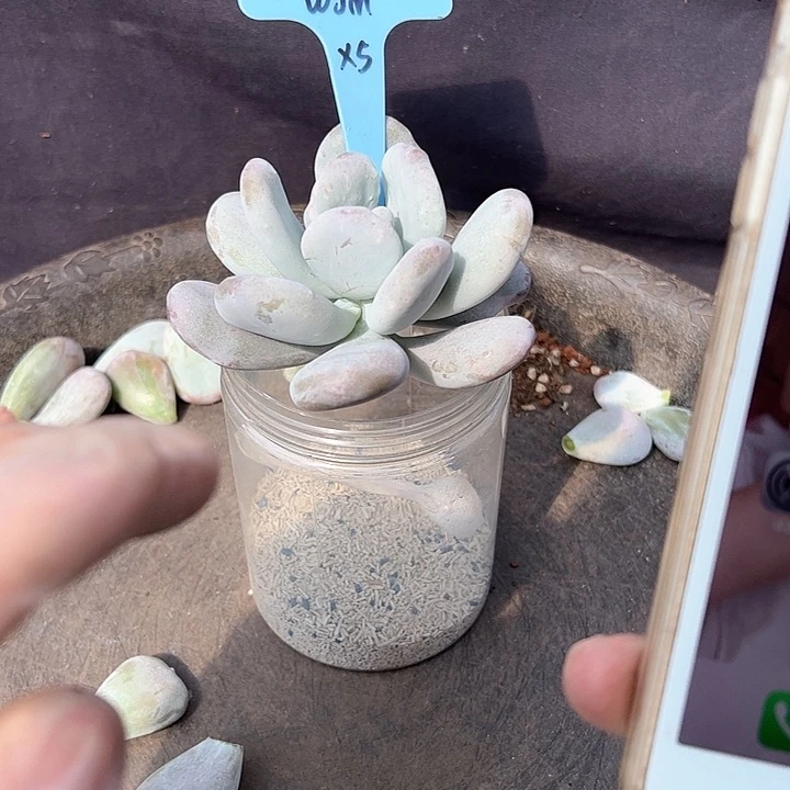 w*m油煎丸子多肉植物