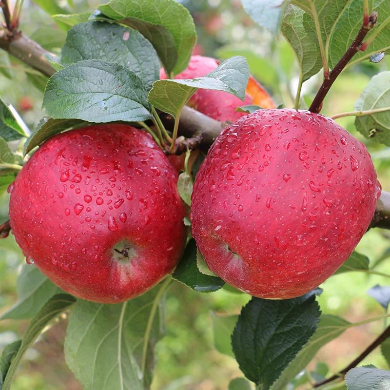 【2025丑苹果】云南高原丑苹果水果新鲜头茬果现摘脆甜华硕高山种植