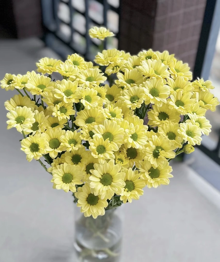 【稀有小雏菊】-- 肯尼奶黄小菊--收到实物为主