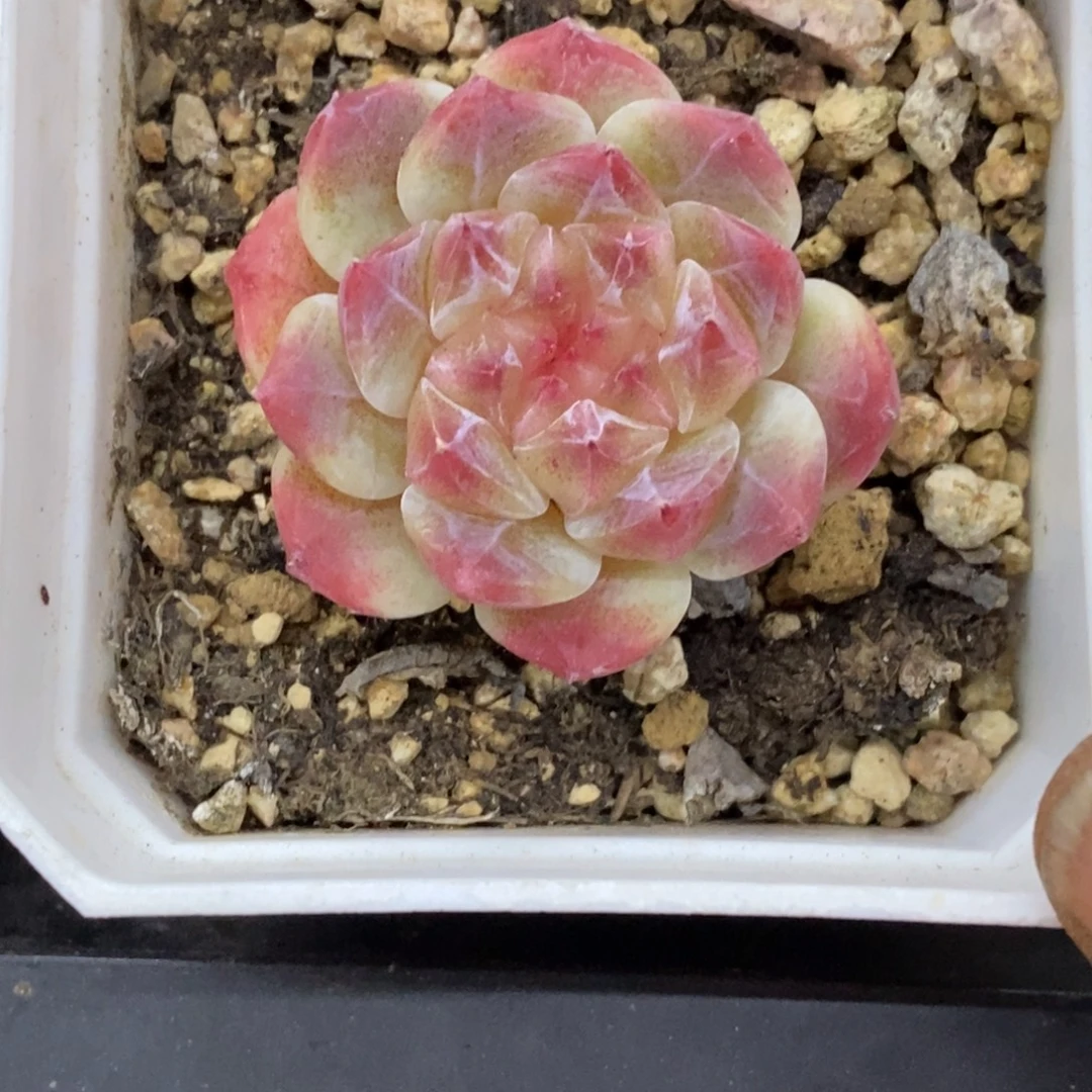 精品多肉一物拍不包整154