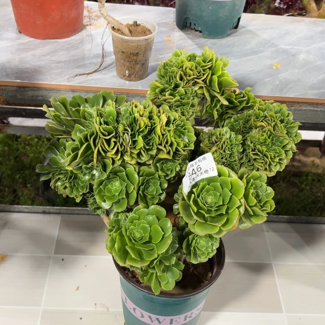 846绿羊绒缀化多肉植物